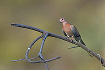 Spotted dove (Streptopelia chinensis) on a branch, India, April