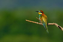 European bee-eater (Merops apiaster) on a branch. Bouches du Rhone, France, May