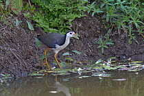 White-breasted waterhen (Amaurornis phoenicurus) male, in water. Keoladeo National Park, India, April