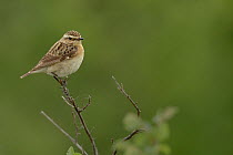 Whinchat (Saxicola rubetra) on a branch. Camargue, France, May