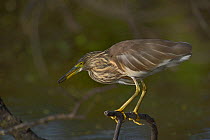 Indian pond heron (Ardeola grayii) on a branch with invertebrate prey, Keoladeo National Park, India, April