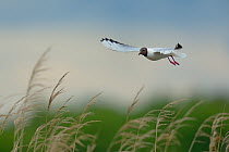 Black-headed Gull (Chroicocephalus ridibundus) in flight above reeds, Parc naturel regional de la Brenne / Brenne Regional Nature Park, France, April