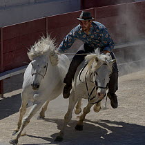 Stunt rider with two horses,during horse show, Camargue, France