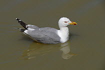 Yellow-legged Gull (Larus michahellis) swimming, Camargue, France, May