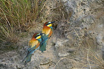 European Bee-eater (Merops apiaster)  pair at nest entrance, Ariege, France, June