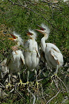 Little Egret (Egretta garzetta) chicks in nest, Pont de Gau, Camargue, France, April