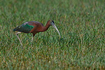 Glossy ibis (Plegadis falcinellus) feeding in grass, Keoladeo National Park, India, April