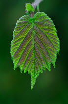 Hazel (Corylus avellana) leaf in spring. Dorset, UK, May.