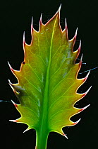 Fresh Holly leaf (Ilex aquifolium) in spring. Dorset, UK, May.