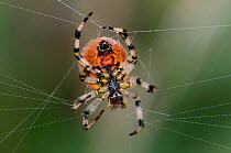 Four-spot orb-weaver (Araneus quadratus) spinning web. Dorset, UK September.