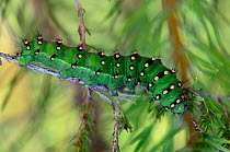 Emperor moth (Saturnia pavonia) caterpillar. Morden Bog, Dorset, UK, July.