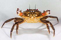 Velvet swimming crab (Necora puber) Brittany, France, January.