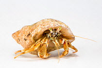 Common Hermit crab (Pagurus bernhardus) Brittany, France, January.