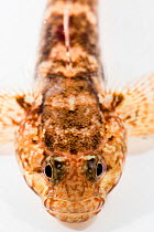 Rock goby (Gobius paganellus) portrait. Brittany, France, January.