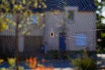 Garden spider / cross spider (Araneus diadematus) on web in urban street, France, October.