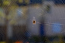 Garden spider / cross spider (Araneus diadematus) on web in urban street, France, October.