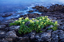Rock samphire (Crithmum maritimum) on coast, Morbihan, Brittany, France, August 2006.