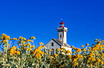 Yellow flowers (Senecio cineraria) outside Pointe des Poulains Lighthouse, Belle-Ile Island, Morbihan, Brittany, France.