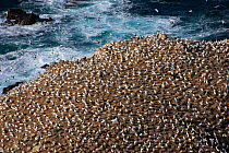 Aerial view of Ile Rouzic / Rouzic Island, the only French colony of Gannets (Morus bassanus). Seven Island Natural Reserve, Cotes d'Armor, Brittany, France, September 2006.