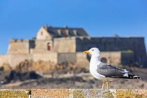 Herring gull (Larus argentatus) on Saint-Malo ramparts, in front of Fort National. Saint-Malo, Ille-et-Vilaine, France, March 2014.