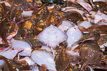 Bycatch of Yellowtail flounders (Limanda Ferruginea) and Little skate (Leucoraja erinacea) on deck of fishing dragger. Stellwagen Banks, New England, United States, North Atlantic Ocean, March 2009.