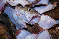 Bycatch of Yellowtail flounders (Limanda ferruginea) and Atlantic cod (Gadus morhua) on the deck of fishing dragger. Stellwagen Banks, New England, United States, North Atlantic Ocean, March 2009.