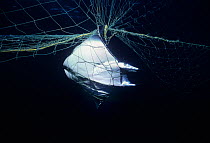 Manta ray (Manta birostris) caught in gill net, Huatabampo, Mexico, Sea of Cortez, Pacific Ocean. Vulnerable species.