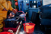 Fisherman cleaning Yellowtail flounder (Limanda ferruginea) on the deck of fishing dragger. Stellwagen Bank, New England, United States, North Atlantic Ocean, March 2009. Model released.
