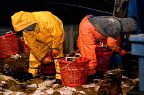 Fishermen sorting catch of Yellowtail flounders (Limanda Ferruginea) and Atlantic cod (Gadus morhua) on the deck of fishing dragger. Stellwagen Banks, New England, United States, North Atlantic Ocean,...