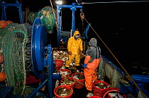 Fishermen sorting catch of Yellowtail flounders (Limanda Ferruginea) and Atlantic cod (Gadus morhua) on the deck of fishing dragger. Stellwagen Banks, New England, United States, North Atlantic Ocean,...