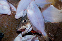 Atlantic cod (Gadus morhua) and Yellowtail flounders (Limanda ferruginea) on deck of fishing dragger. Stellwagen Banks, New England, United States, North Atlantic Ocean, March 2009.