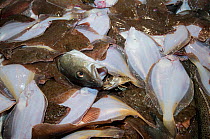 Bycatch of Yellowtail flounders (Limanda ferruginea) and Atlantic cod (Gadus morhua) on the deck of fishing dragger. Stellwagen Banks, New England, United States, North Atlantic Ocean, March 2009.