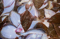 Bycatch of Yellowtail flounders (Limanda ferruginea) on deck of fishing dragger. Stellwagen Banks, New England, United States, North Atlantic Ocean, March 2009.
