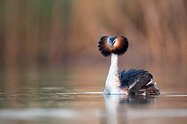 Great crested grebe (Podiceps cristatus) portrait of a bird approaching its partner during courtship. The Netherlands. April.