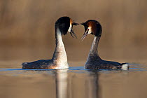 Great crested grebe (Podiceps cristatus) pair performing their courtship dance in which they mimic each other's movements. The Netherlands. April.