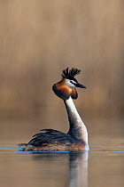 Great crested grebe (Podiceps cristatus) portrait of a bird approaching its partner during courtship. The Netherlands. April.
