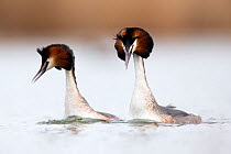 Great crested grebe (Podiceps cristatus) pair swimming fast and mimicking each other's head shaking during the courtship dance. The Netherlands. April.