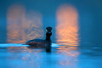 Black necked grebe (Podiceps nigricollis) adult in breeding plumage photographed at night with the reflection of street lights in the water. The Netherlands. March 2014. Winner of the Telephoto catego...