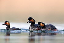 Black necked grebe (Podiceps nigricollis) pair chasing away another grebe during the mating season. The Netherlands.March 2014