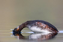 Black necked grebe (Podiceps nigricollis) adult bird diving for food while foraging. The Netherlands.March 2014