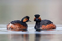 Black necked grebe (Podiceps nigricollis) pair mimicking each others movements in their courtship rituals. The Netherlands.March 2014