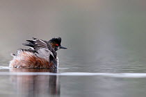 Black necked grebe (Podiceps nigricollis) adult bird spreading its wings and waiting for the submerged partner to appear in front and perform the courtship dance. This is early in the breeding season,...