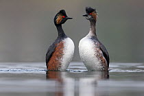 Black necked grebe (Podiceps nigricollis) pair performing their courtship dance in the mating season. The Netherlands.March 2014