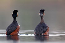 Black necked grebe (Podiceps nigricollis) pair swimming away during their courtship dance. The Netherlands.March 2014