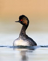 Black necked grebe (Podiceps nigricollis) portrait of an adult approaching its partner during their courtship dance. The Netherlands. April 2014