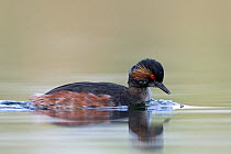 Black necked grebe (Podiceps nigricollis) adult bird catching  mosquitoes at the water surface. The Netherlands. April 2014