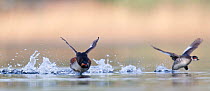 Black necked grebe (Podiceps nigricollis) pair running over the water surface together as a part of their courtship ritual. This early in the breeding season, one of the birds is still in its winter p...