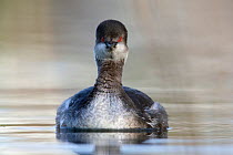 Black necked grebe (Podiceps nigricollis) portrait of an adult in winter plumage. The Netherlands.April 2014