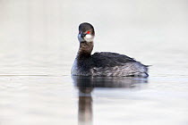 Black necked grebe (Podiceps nigricollis) portrait of an adult bird in winter plumage. The Netherlands.April 2014