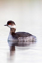 Black necked grebe (Podiceps nigricollis) portrait of an adult bird in winter plumage. The Netherlands. April 2014